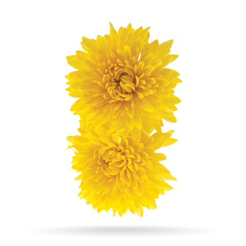 INDIAN CHRYSANTHEMUN